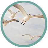 Surf With Birds