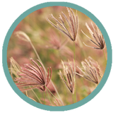 Wind